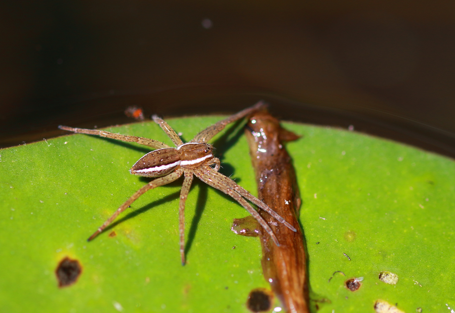 Floß oder Sumpf Spinne......