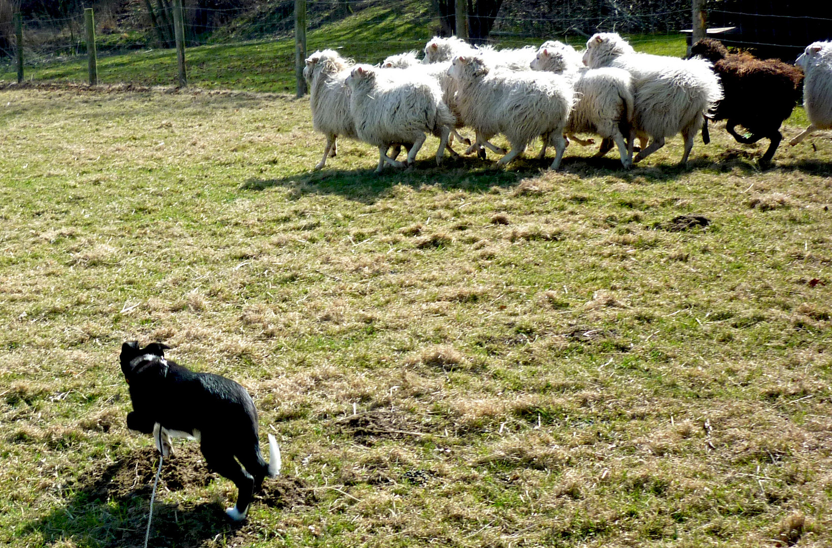 Floss und die Schafe