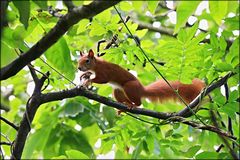 Flott im Baum