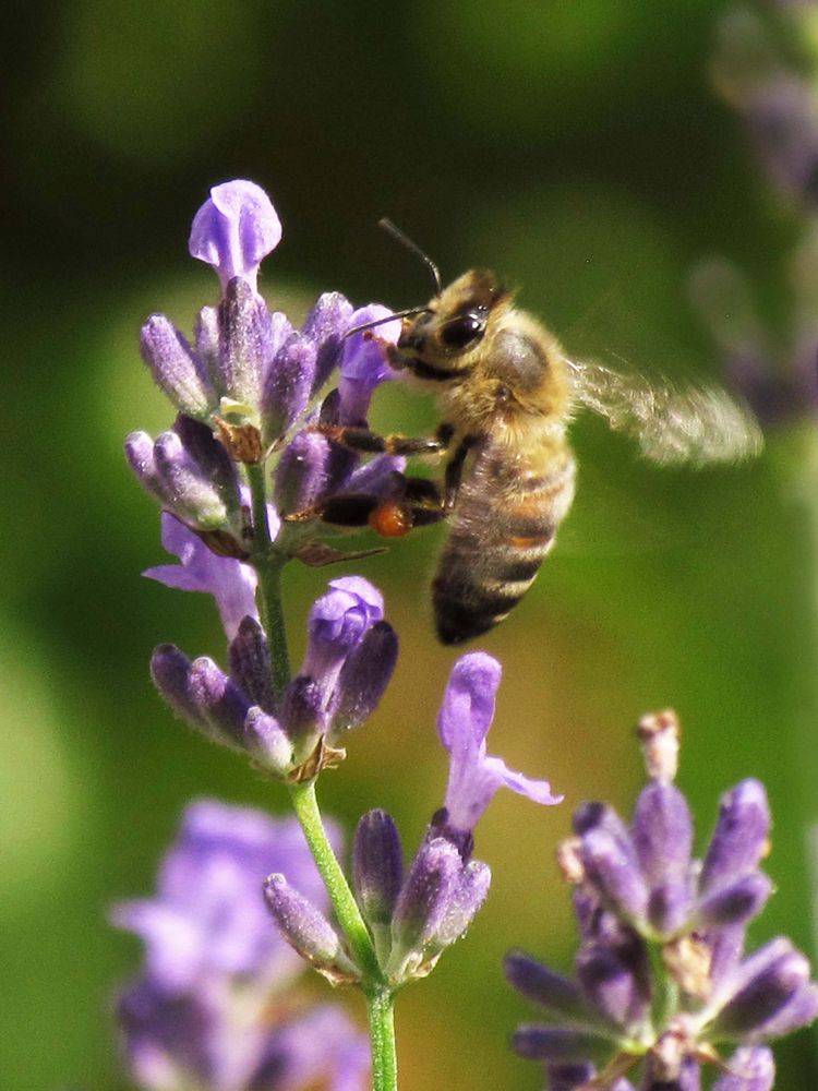 Flotte Biene von FLYFISHPIC. 