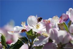 Flotte Biene im Anflug