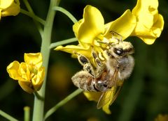 Flotte Biene im Raps