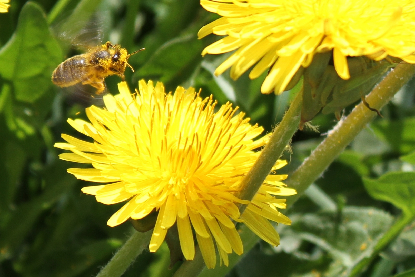 Flotte Bienen...