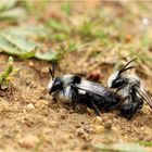 Flotte Bienen