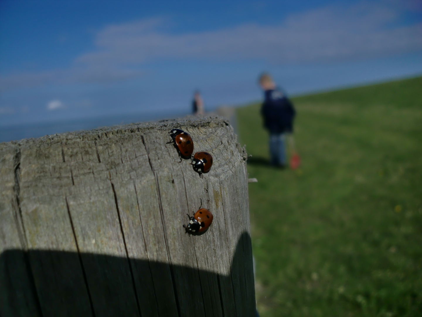 Flotte Käfer