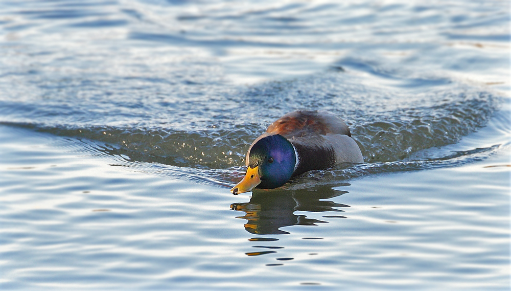 Flotte Stockente