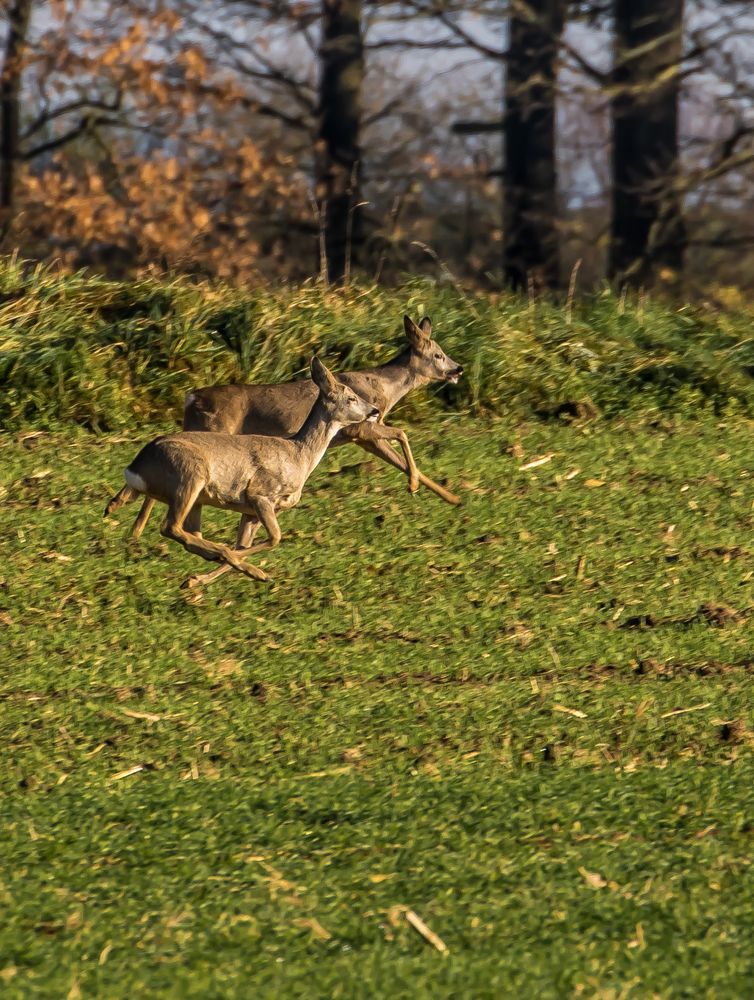 Flotter Abend - Sprint