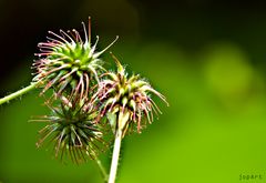 Flotter Buddyblumen-Dreier