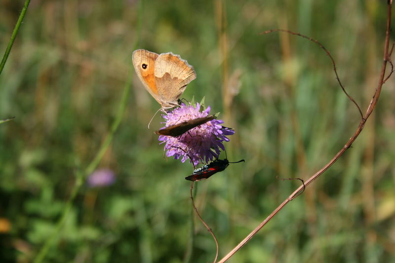 " flotter Dreier "