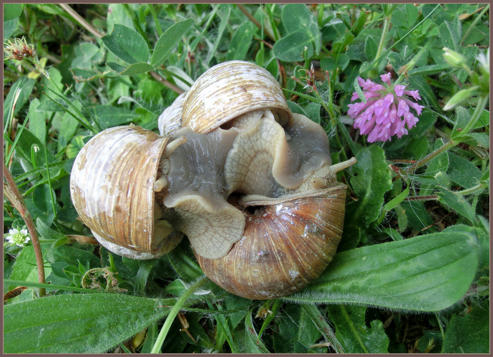 Schwanz in muschi stecken