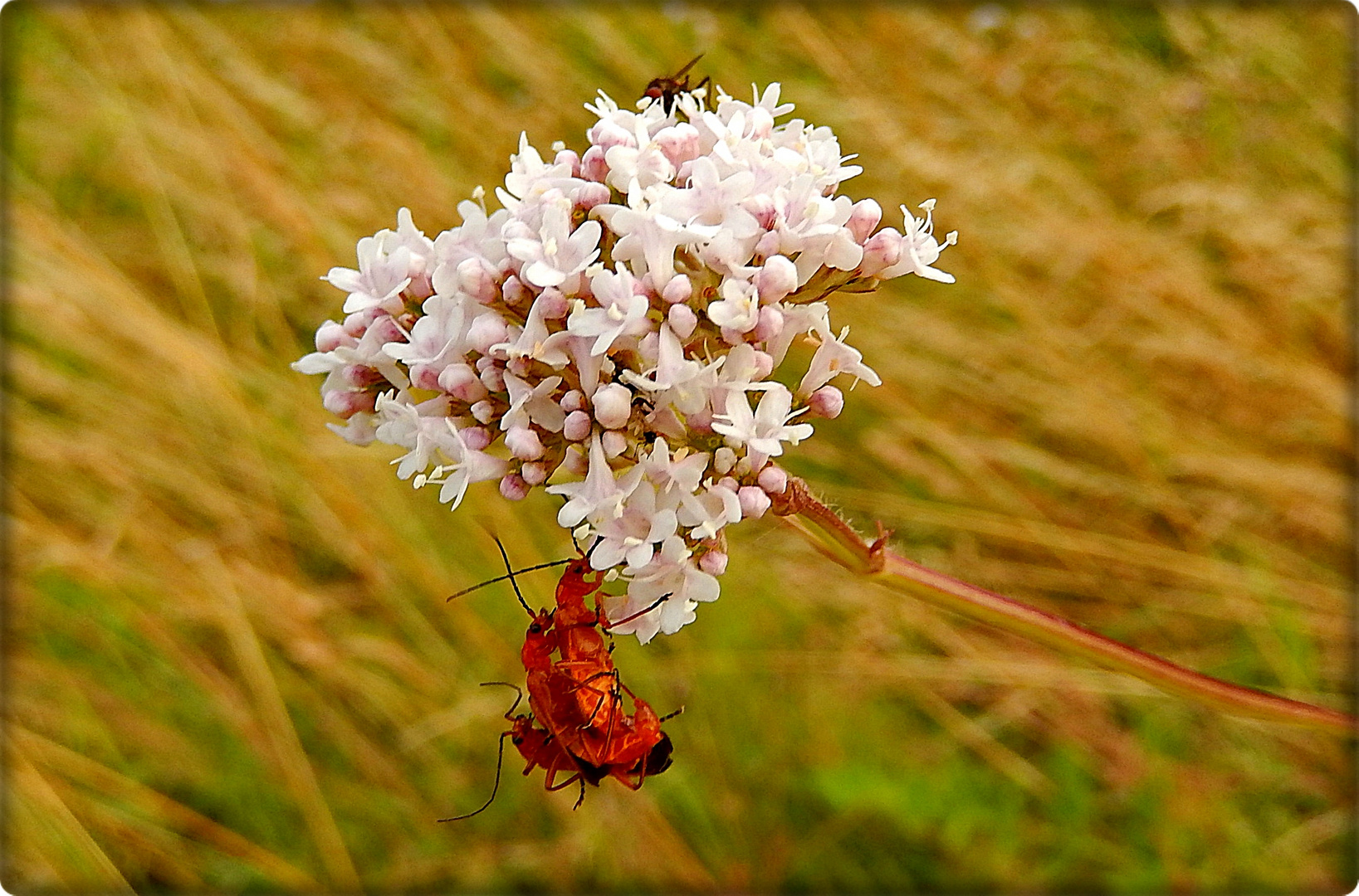 Flotter Dreier?