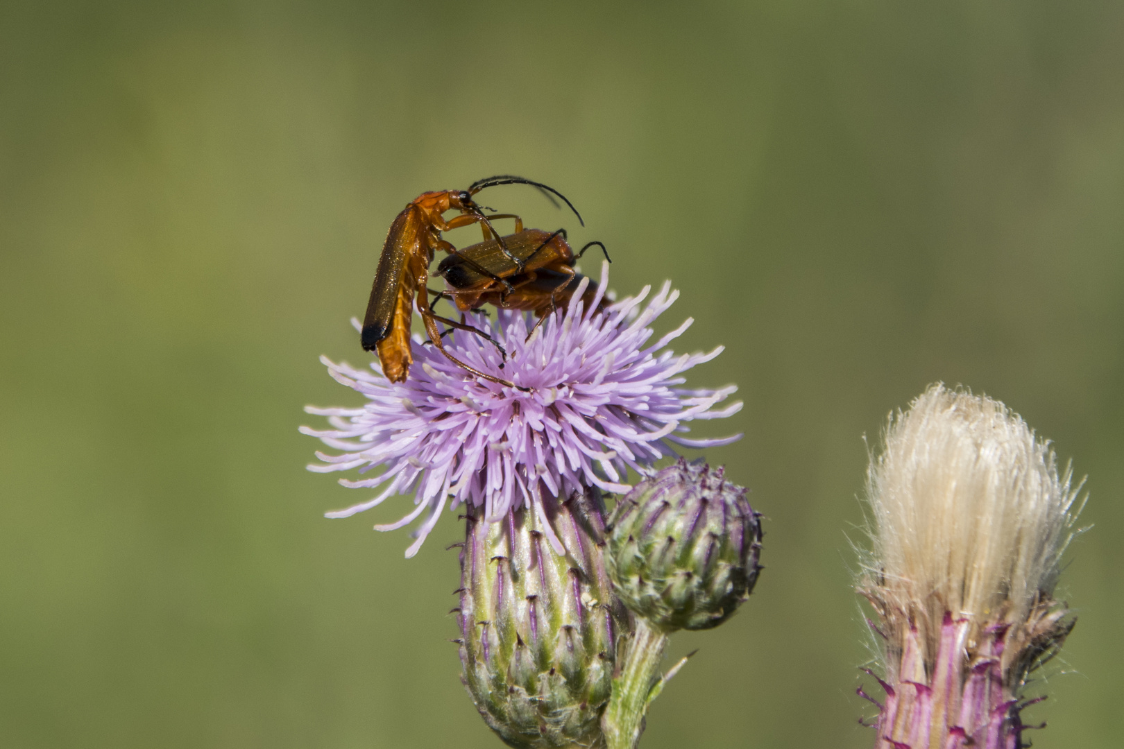 Flotter Dreier... oder ertappt beim Liebesspiel