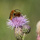 Flotter Dreier... oder ertappt beim Liebesspiel