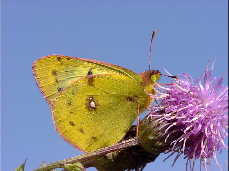 Flotter Flieger