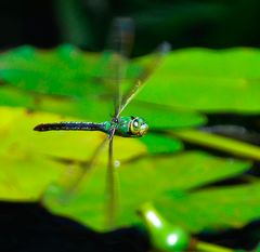 Flotter Flieger