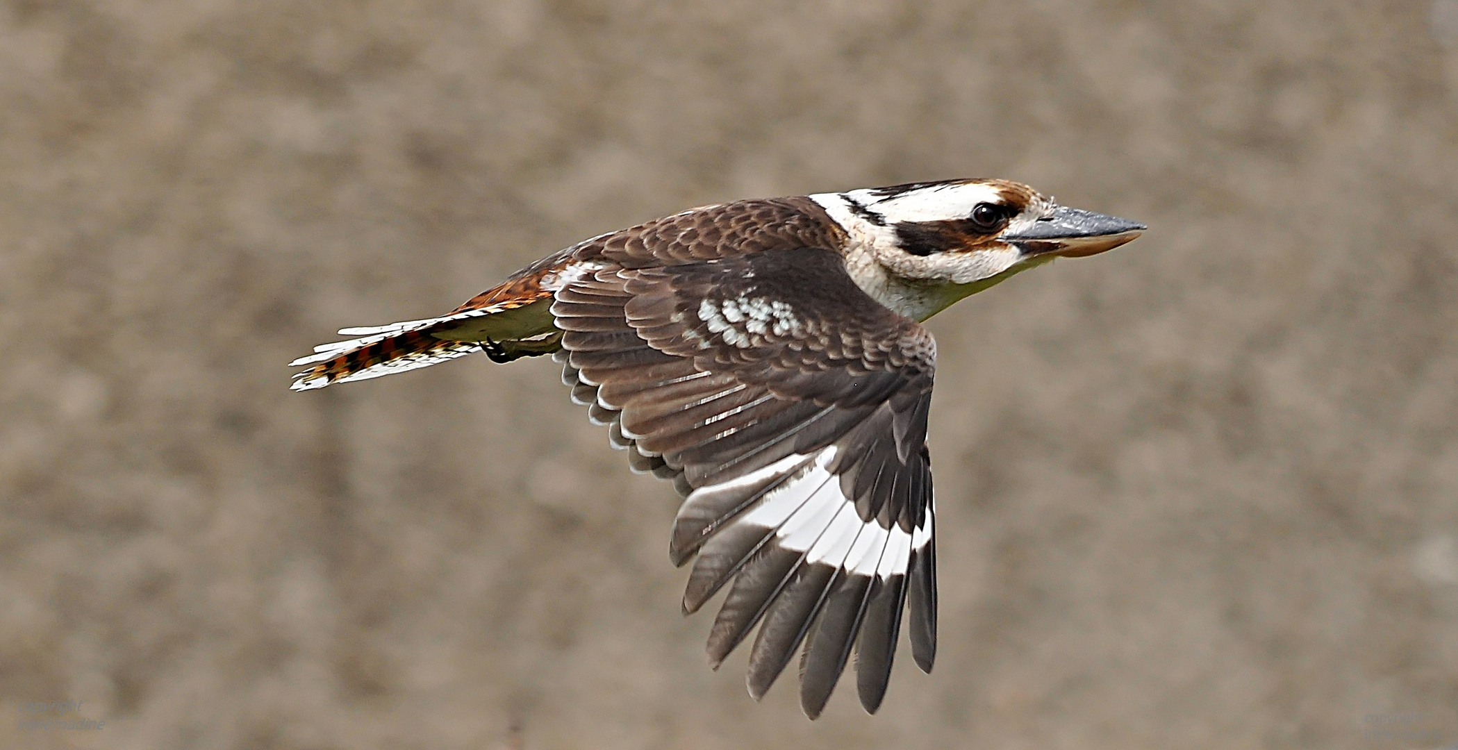 Flotter Flieger HENNES !!!