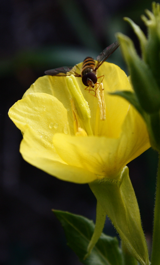 flotter Flieger_1