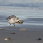 Flotter Helgoländer