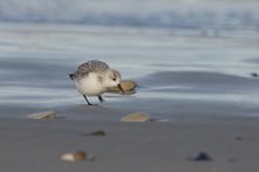 Flotter Helgoländer