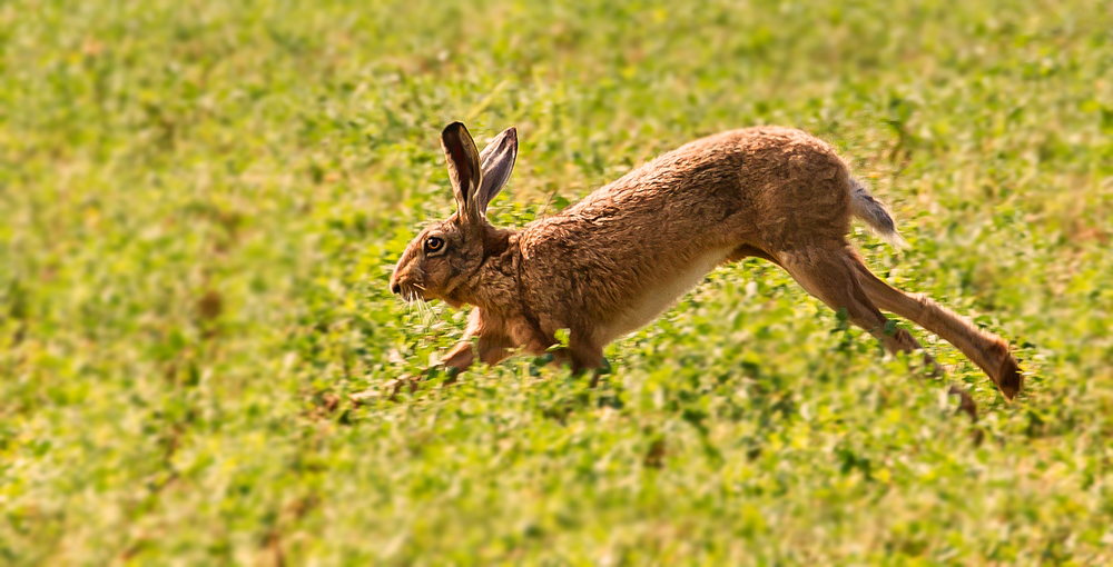 Flotter Hoppelhase