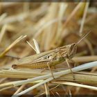 flotter Hüpfer im Tarnanzug