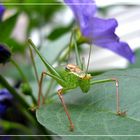 Flotter Hüpfer zu Gast