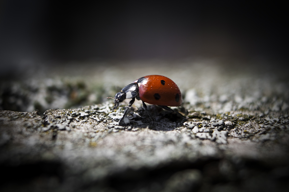 Flotter Käfer