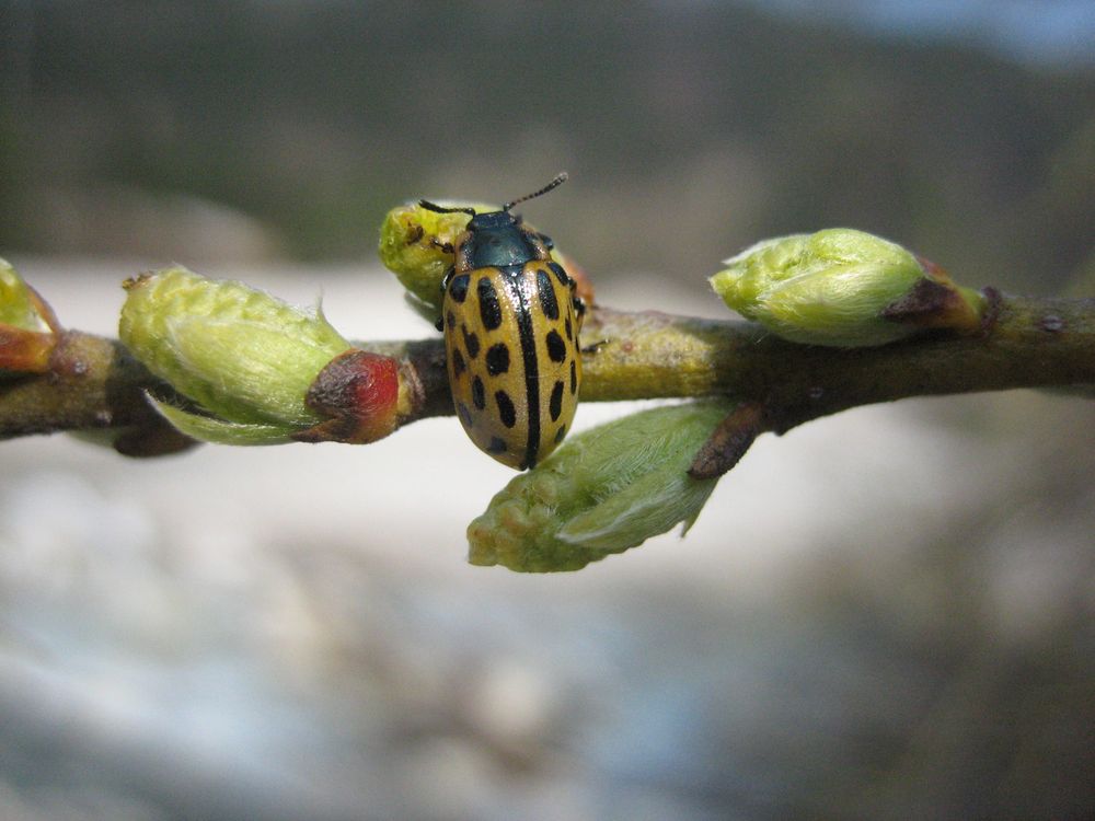 Flotter Käfer