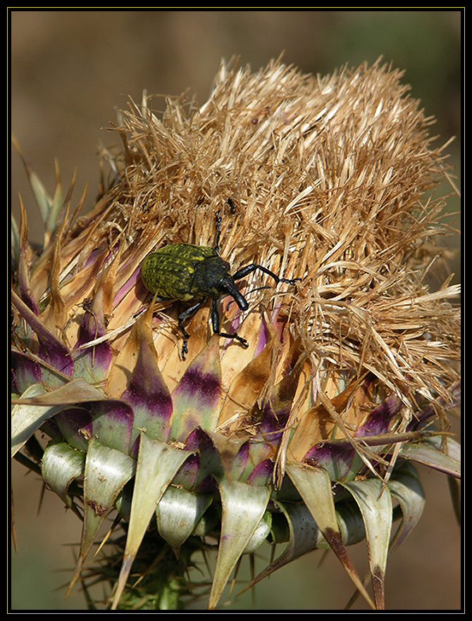 Flotter Käfer