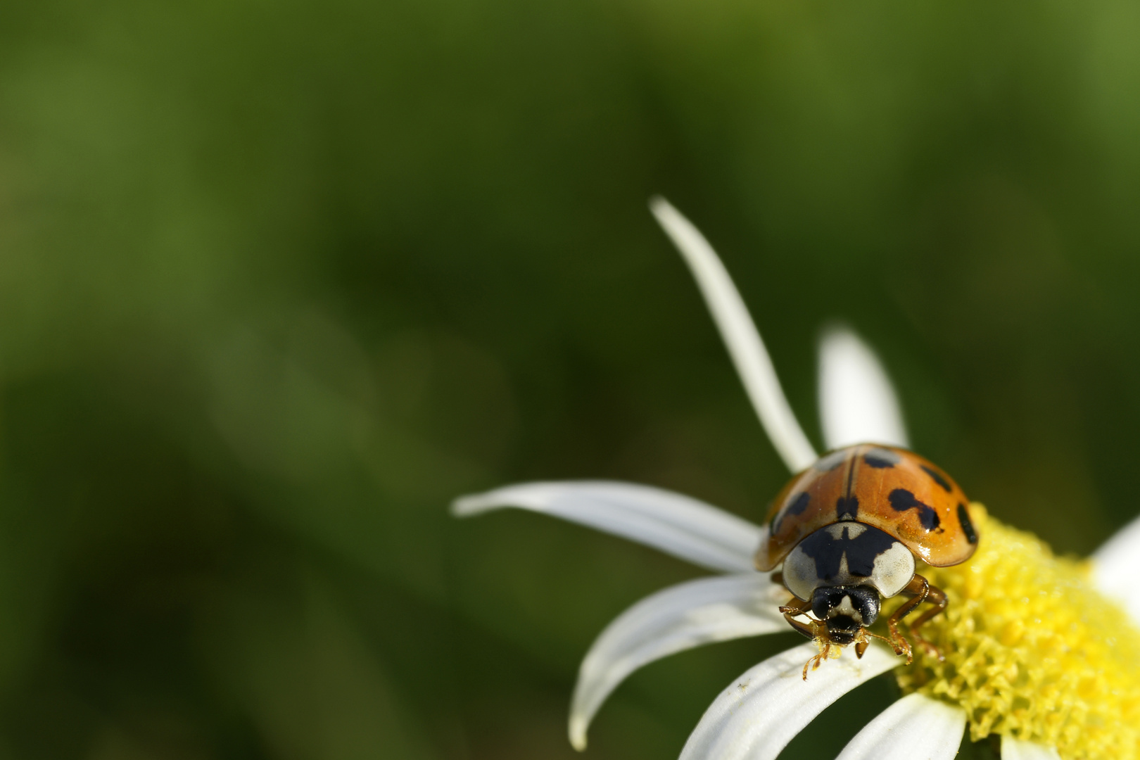 flotter käfer