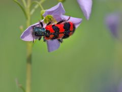 flotter Käfer auf Wiesenschaumkraut