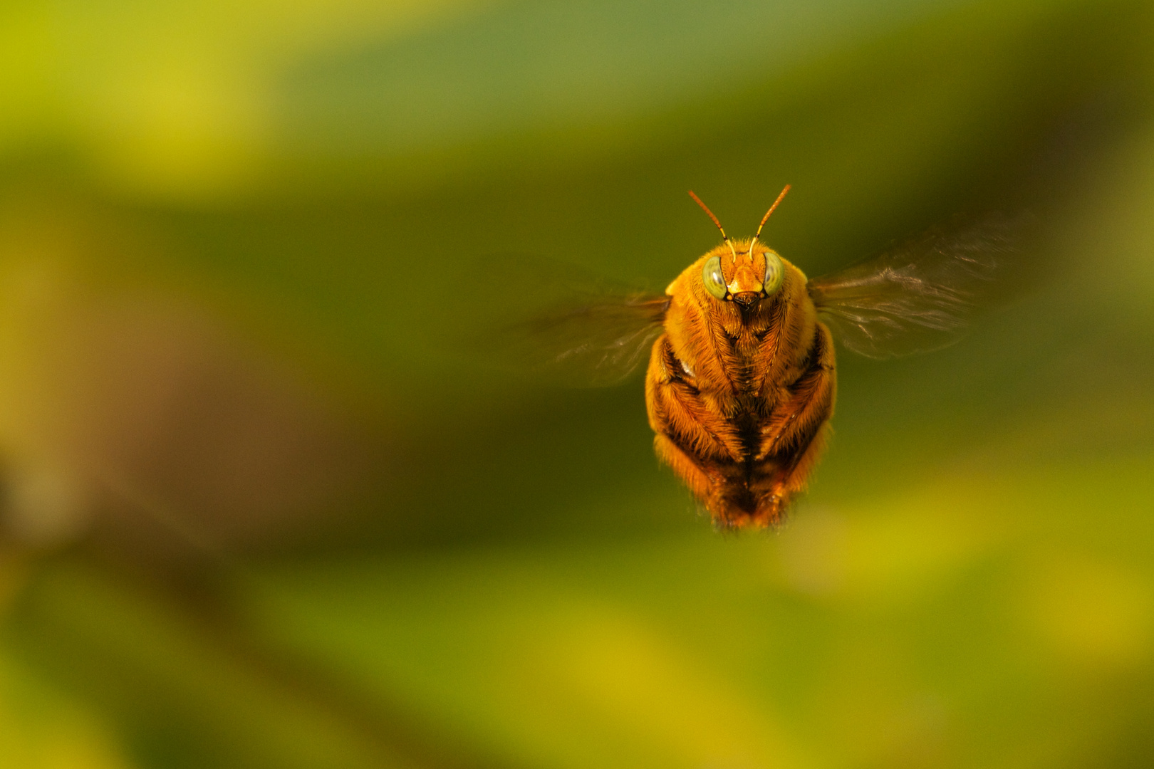 flotter Käfer im Flug