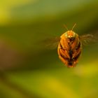 flotter Käfer im Flug