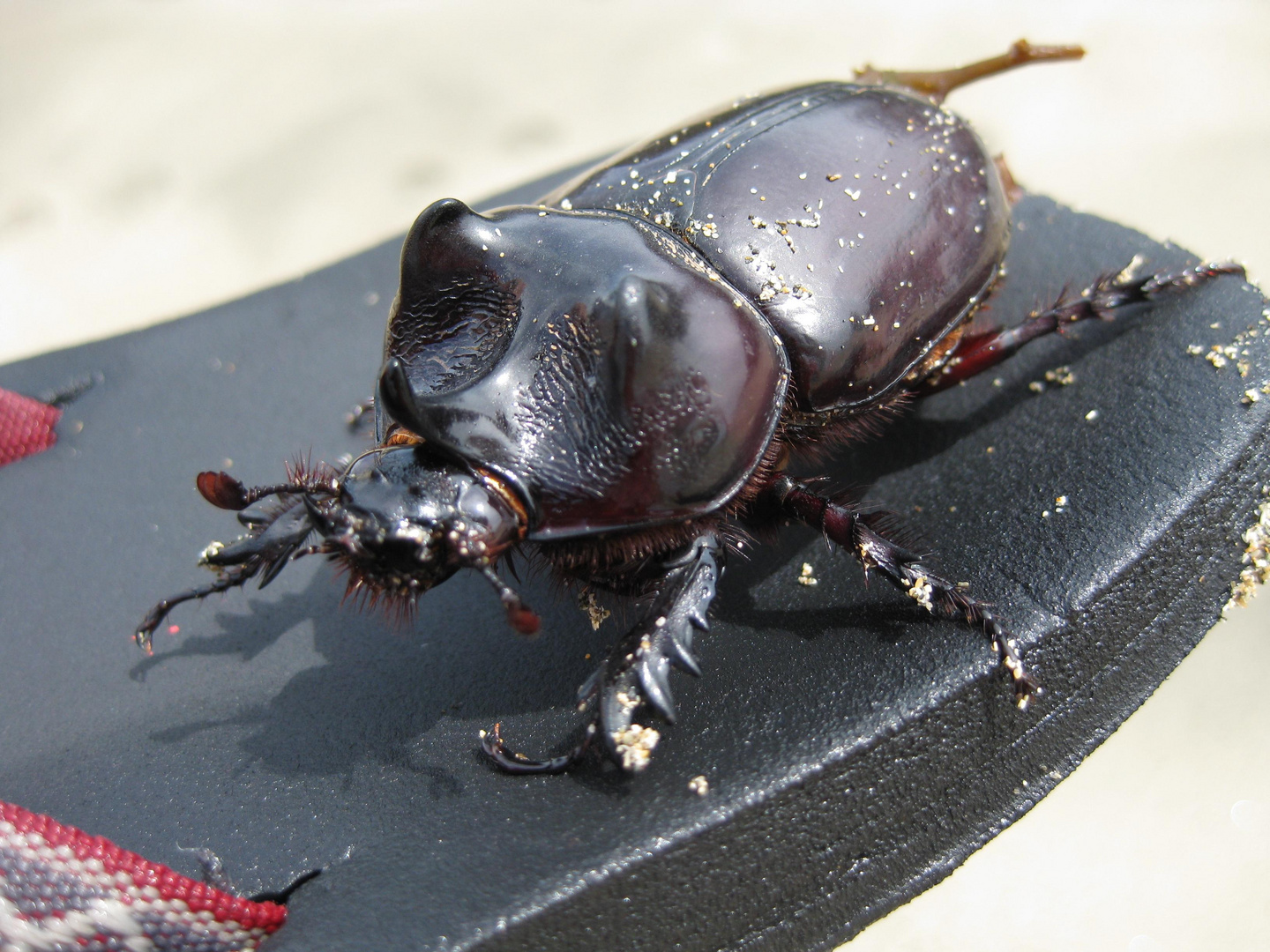 Flotter Käfer in Costa Rica