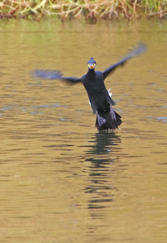 Flotter Kormoran