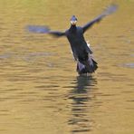 Flotter Kormoran