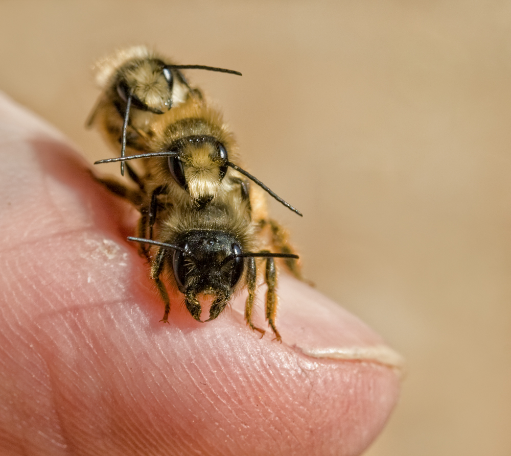 Flotter Mauerbienen-Dreier