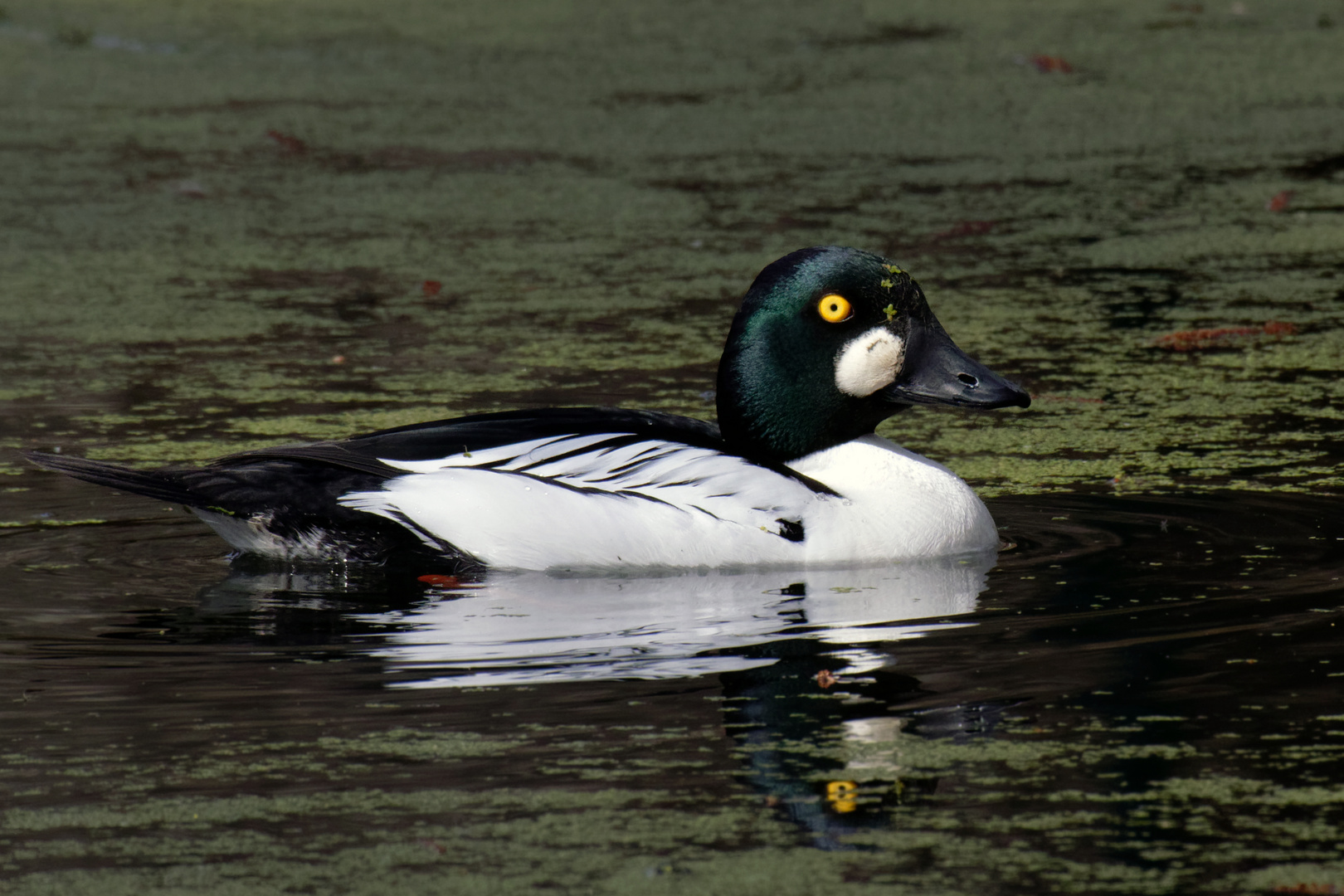 "Flotter" Schellentenerpel (Bucephala clangula)