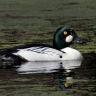 "Flotter" Schellentenerpel (Bucephala clangula)