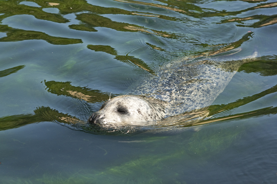 Flotter Schwimmer...