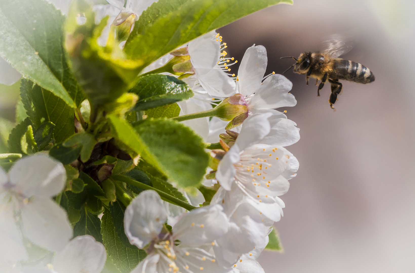 Flottes Bienchen....