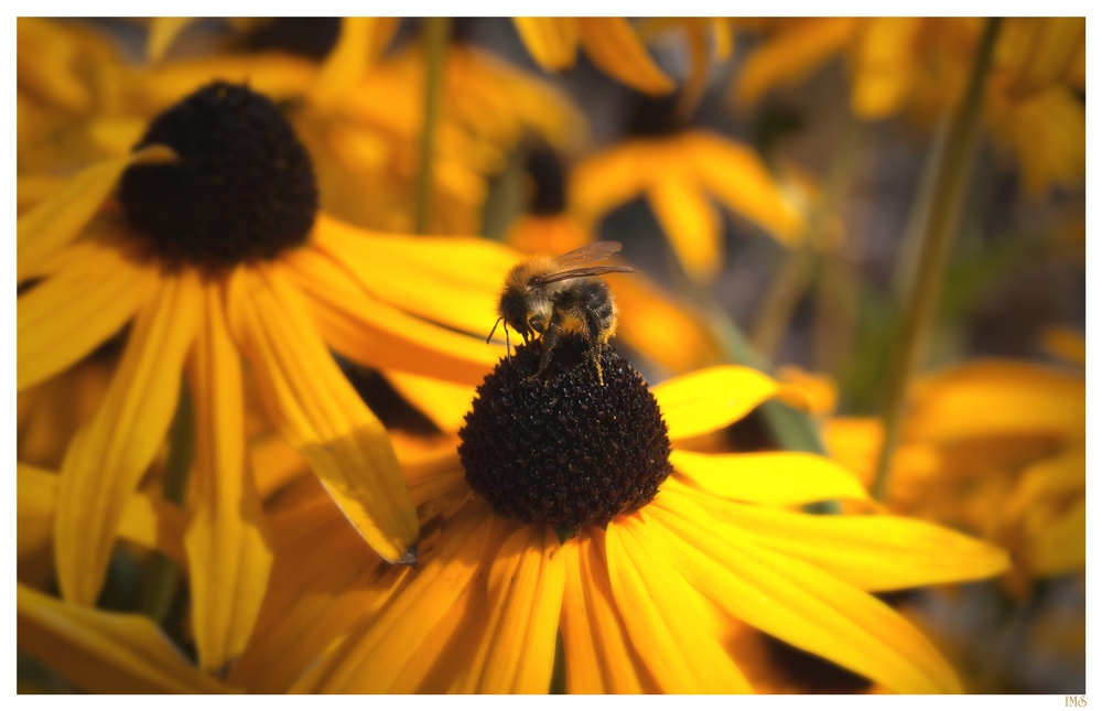 Flottes Bienchen