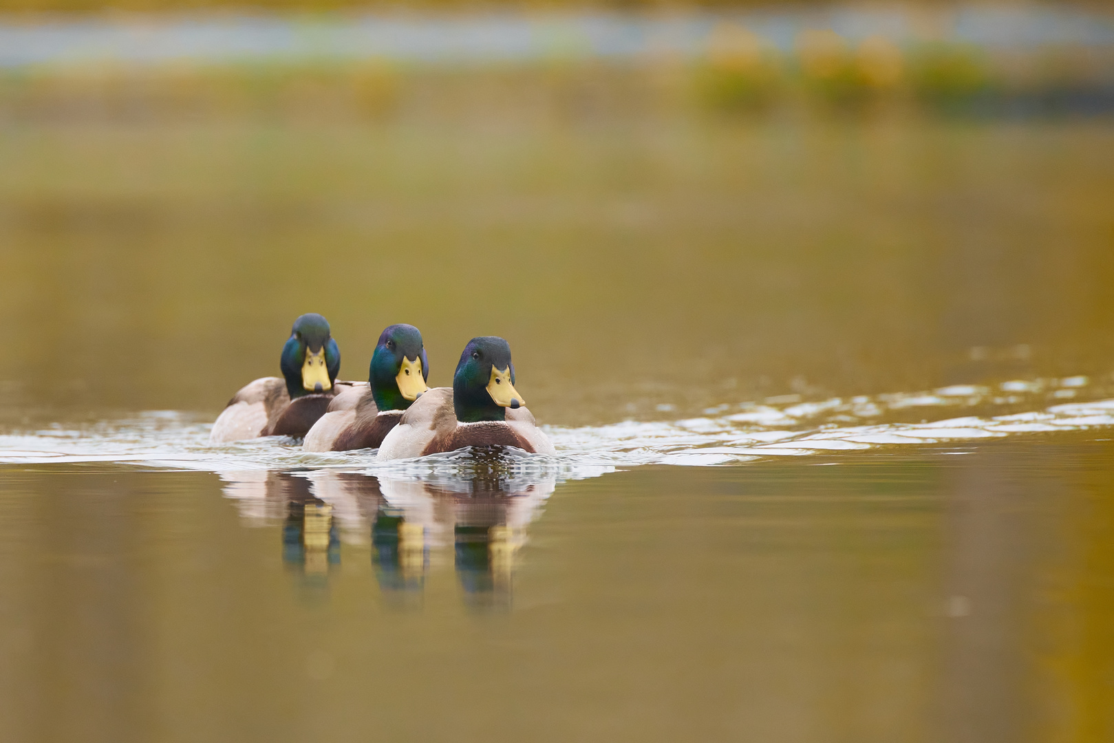 Flottille im Anmarsch