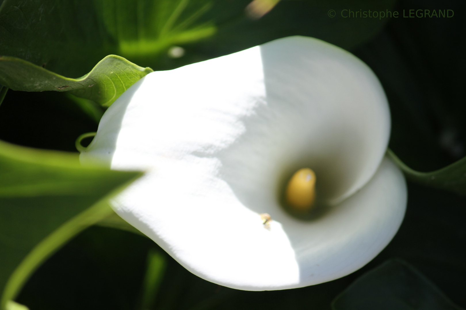 Flou artistique