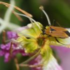 Flou artistique? mais colorée...