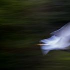 Flou d'aigrette