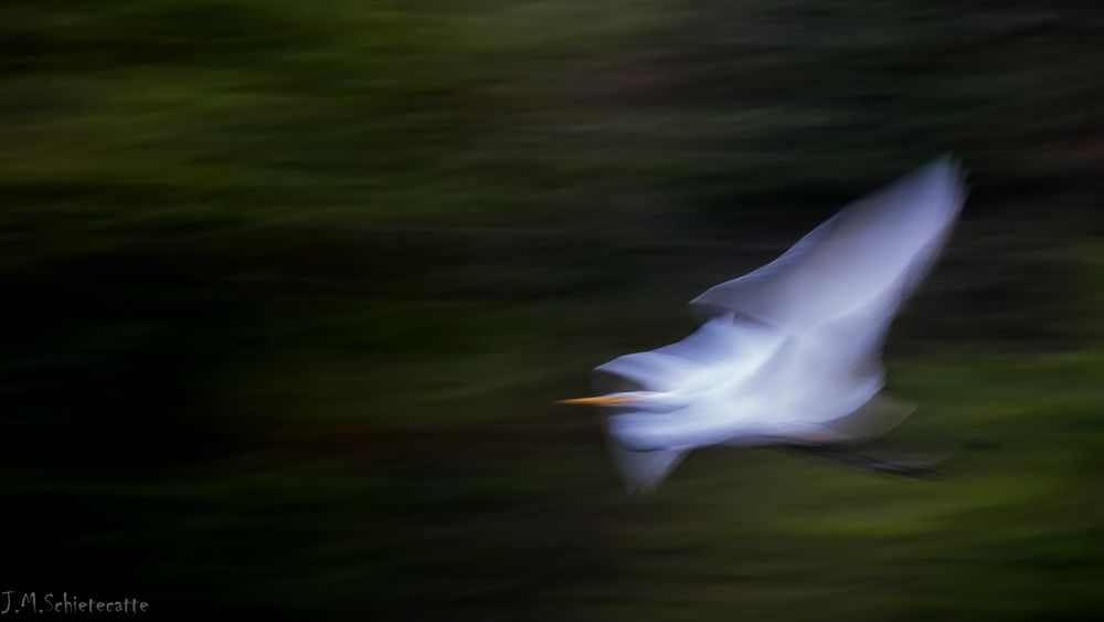 Flou d'aigrette