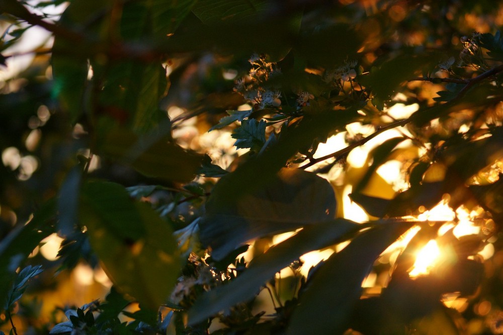 FLOU,LUMIERE, FEUILLAGE ET COULEUR