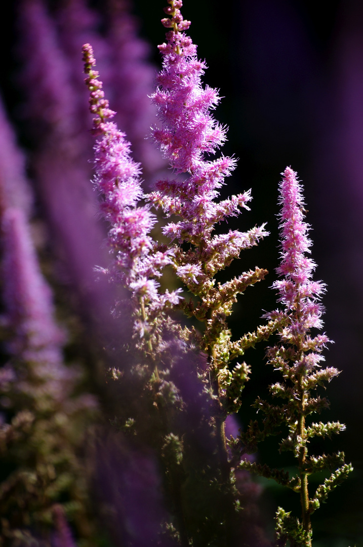 Flourishing Purple