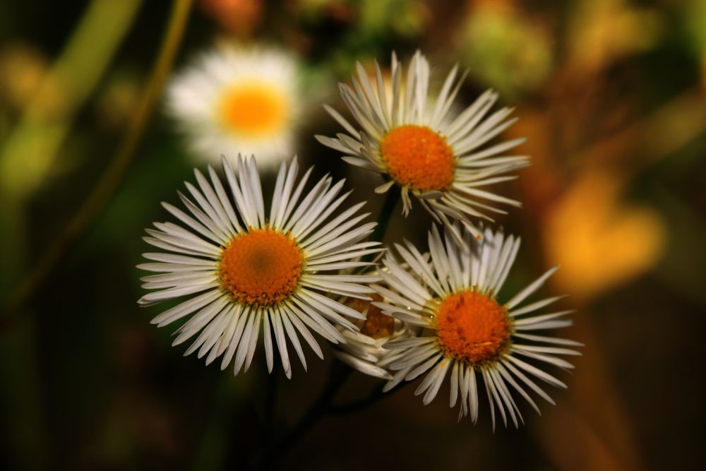 floutés dégradés